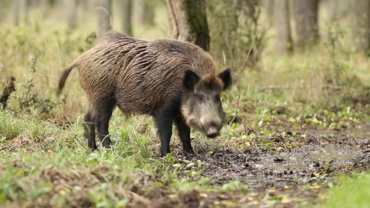 Ποια είναι τα αγριογούρουνα sus scrofa που οδήγησαν την αστυνομία στους δολοφόνους του Αλέξανδρου Σταματιάδη